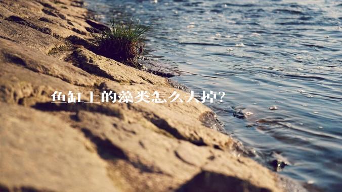 鱼缸上的藻类怎么去掉？
